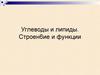 Углеводы и липиды. Строение и функции