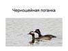 Черношейная поганка. Птицы Чувашии