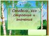Стебель, его строение и значение