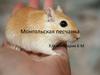 Монгольская песчанка