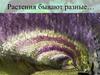Растения бывают разные
