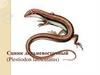 Сцинк дальневосточный (Plestiodon latiscutatus)