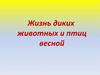 Жизнь диких животных и птиц весной