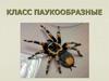 Класс Паукообразные
