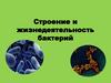 Строение и жизнедеятельность бактерий