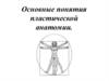 Основные понятия пластической анатомии