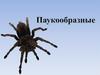 Паукообразные