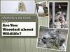 Are you worried about wildlife