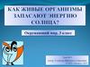 Как живые организмы запасают энергию солнца?  3 класс