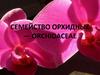 Семейство орхидные — orchidaceae