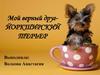 Мой верный друг- йоркширский терьер