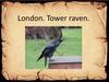 Вороны Тауэра