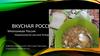 Щи или шти. Конкурс «Вкусная Россия»