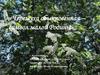 Черемуха обыкновенная – символ малой Родины