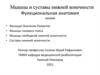 Мышцы и суставы нижней конечности. Функциональная анатомия