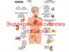 Эндокринная система человека