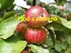 Plod a semeno