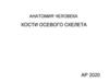 Анатомия человека. Кости осевого скелета