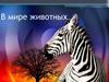 В мире животных  (викторина)
