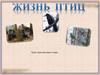 Жизнь птиц. Ребусы