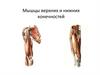 Мышцы верхних и нижних конечностей