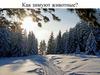 Как зимуют животные