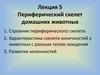 Периферический скелет домашних животных