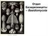 Отдел базидиомицеты (basidiomycota)