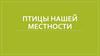 Птицы нашей местности