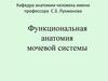 Функциональная анатомия мочевой системы