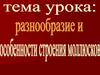 Разнообразие и особенности строения моллюсков