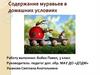 Содержание муравьев в домашних условиях