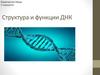 Структура и функции ДНК