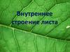 Внутреннее строение листа растений