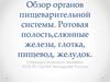 Органы пищеварительной системы. Ротовая полость, слюнные железы, глотка, пищевод, желудок