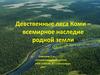 Девственные леса Коми – всемирное наследие родной земли