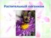 Растительный организм