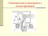 Генетика пола и сцепленных с полом признаков