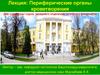 Периферические органы кроветворения (лекция)