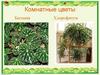Комнатные цветы