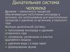 Дыхательная система человека