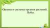 Органы и системы органов растений. Побег