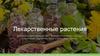 Лекарственные растения