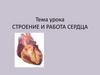 Строение и работа сердца