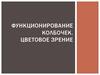 Функционирование колбочек. Цветовое зрение
