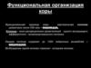 Функциональная организация коры