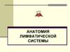 Анатомия лимфатической системы