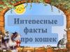 Интересные факты о кошках