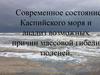 Современное состояние Каспийского моря и анализ возможных причин массовой гибели тюленей