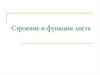 Строение и функции листа